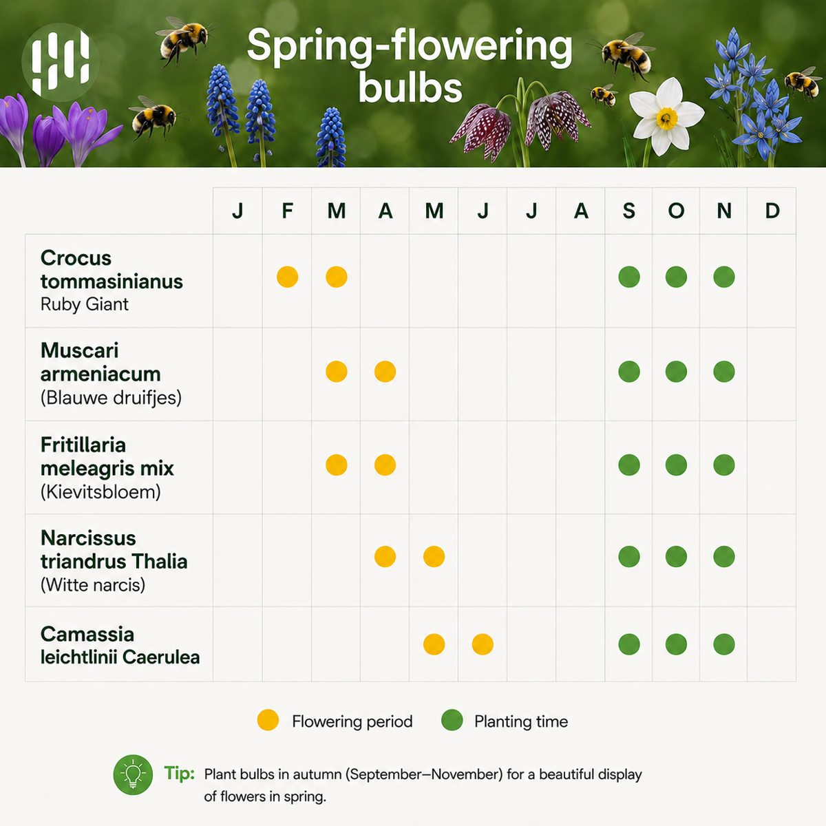 AQUA BULBS Bee Mix - Bijen Bloembollen