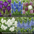 AQUA BULBS Bee Mix - Bijen Bloembollen