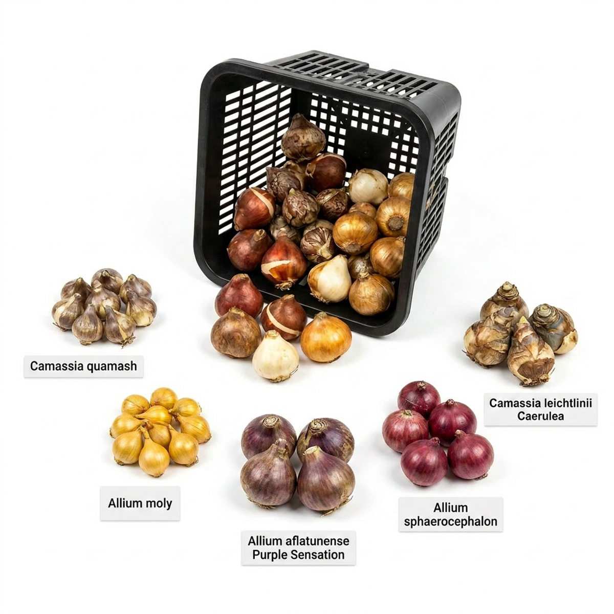 AQUA BULBS Butterfly Mix - Vlinder Bloembollen