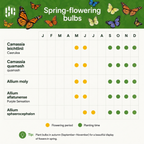 AQUA BULBS Butterfly Mix - Vlinder Bloembollen