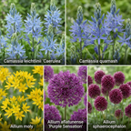 AQUA BULBS Butterfly Mix - Vlinder Bloembollen