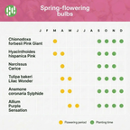 AQUA BULBS Pink Mix - Roze Bloembollen