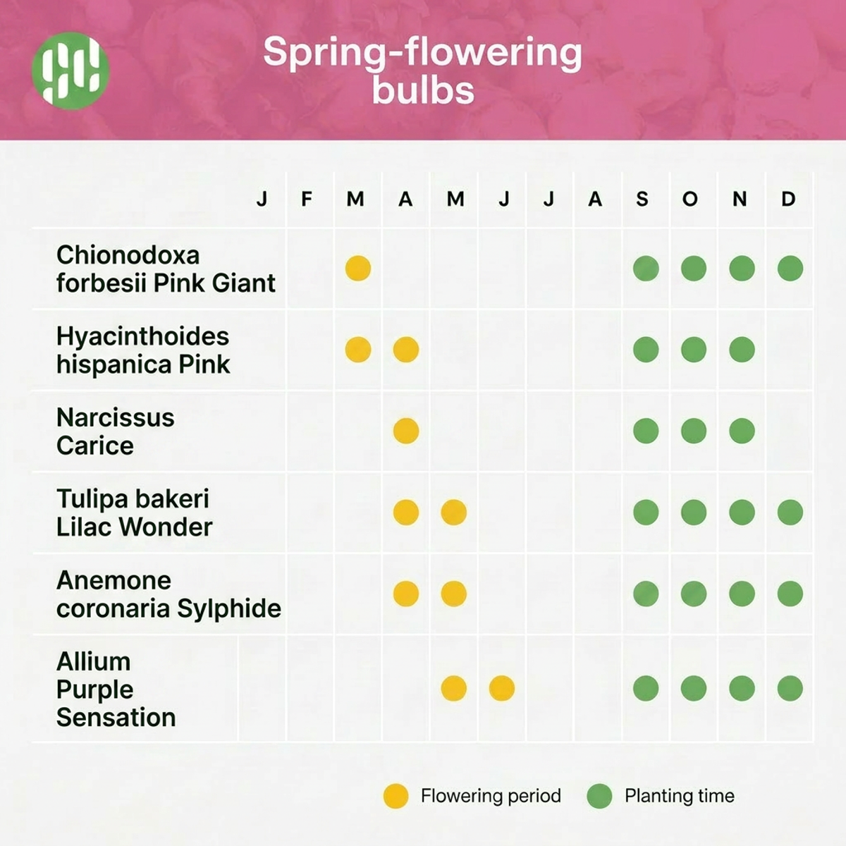 AQUA BULBS Pink Mix - Roze Bloembollen