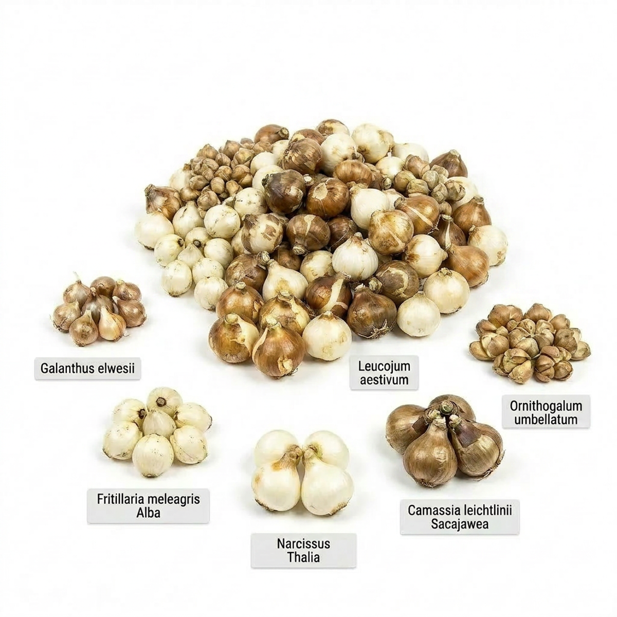 AQUA BULBS White Mix - Witte Bloembollen