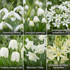 AQUA BULBS White Mix - Witte Bloembollen