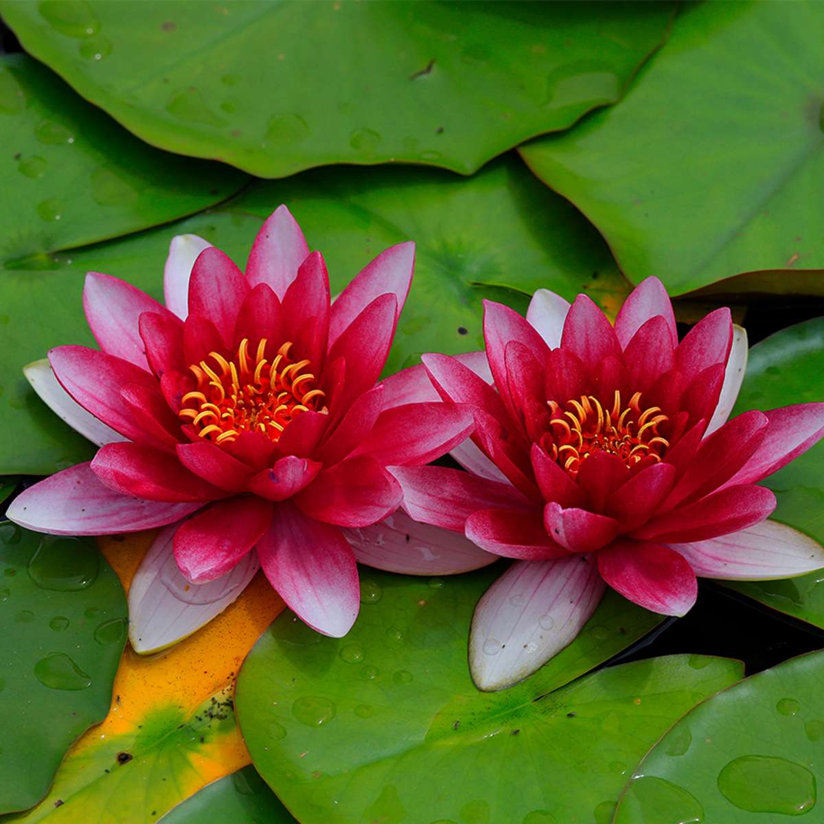 Rood Waterlelie Veld
