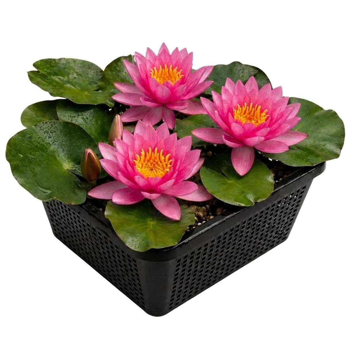 Roze Waterlelie