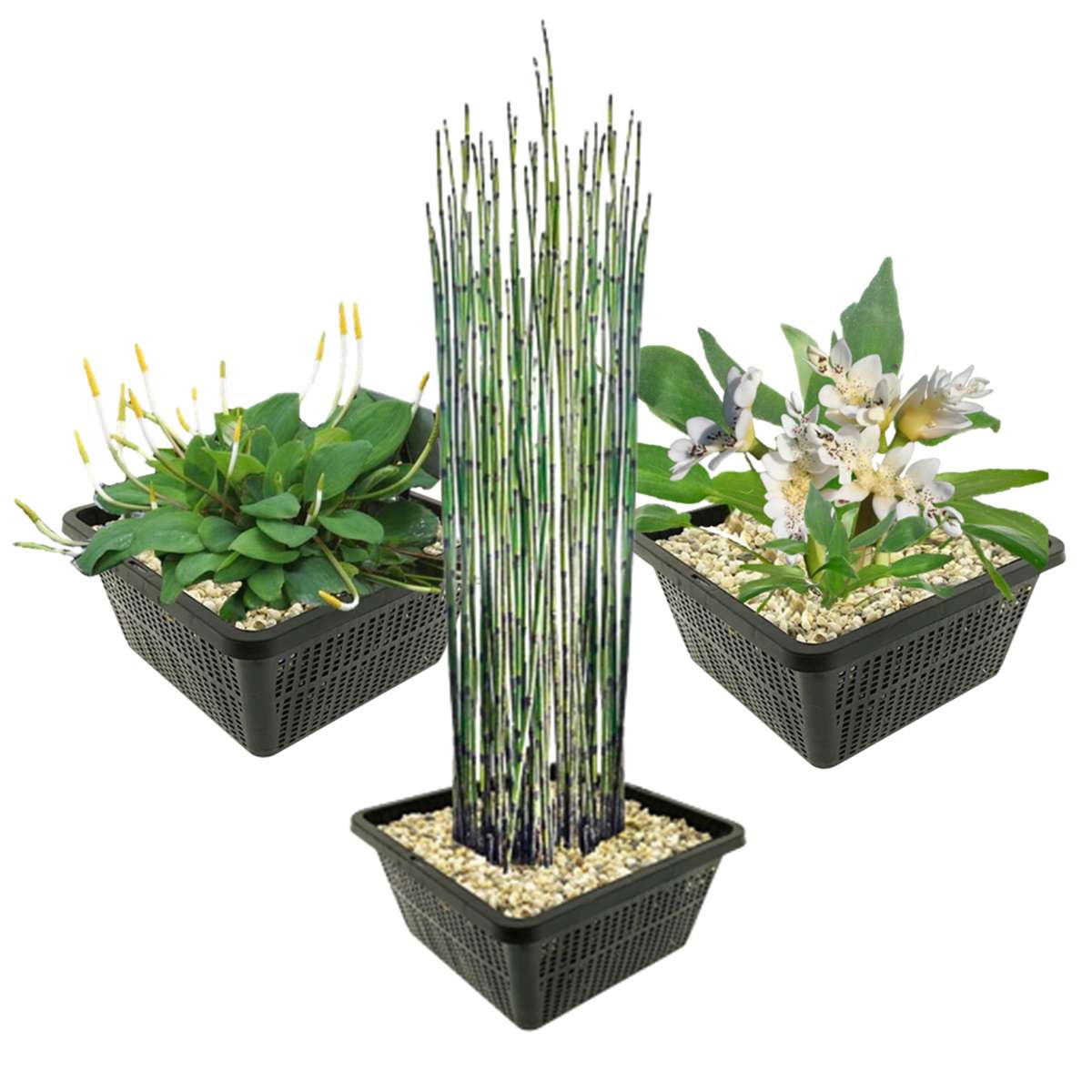 Bijzondere Waterplanten