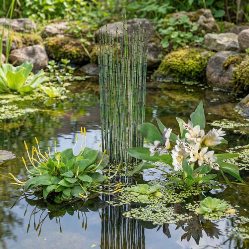 Bijzondere Waterplanten