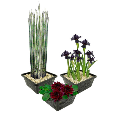 Set Zwarte Waterlelie
