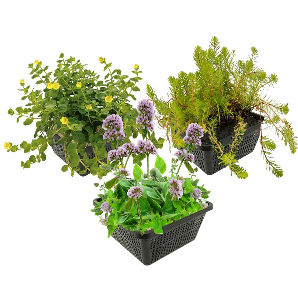 Insectvriendelijke Vijverplanten