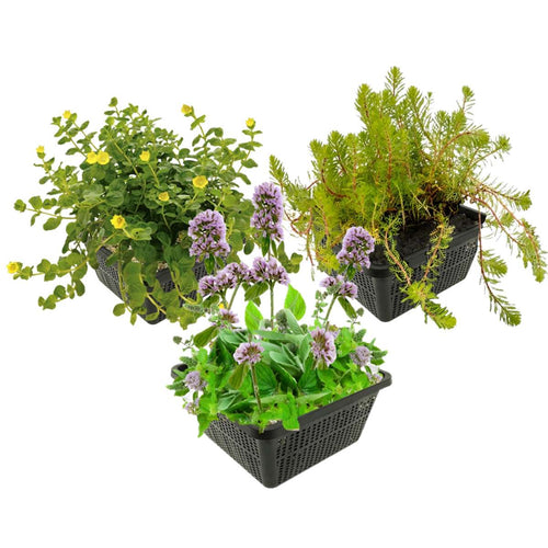 Insectvriendelijke Vijverplanten