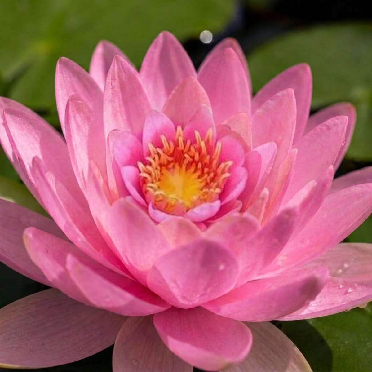 Roze Snoekkruid 3 manden