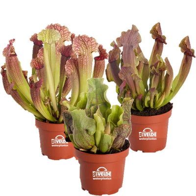 Vleesetende Planten 3 Sarracenia