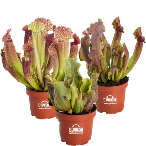 Vleesetende Planten 3 Sarracenia