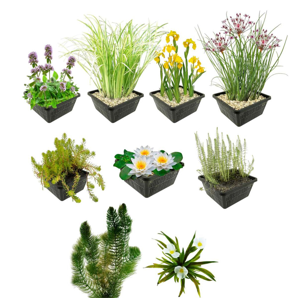 Inheems Waterplanten Pakket 3.500-6.000L