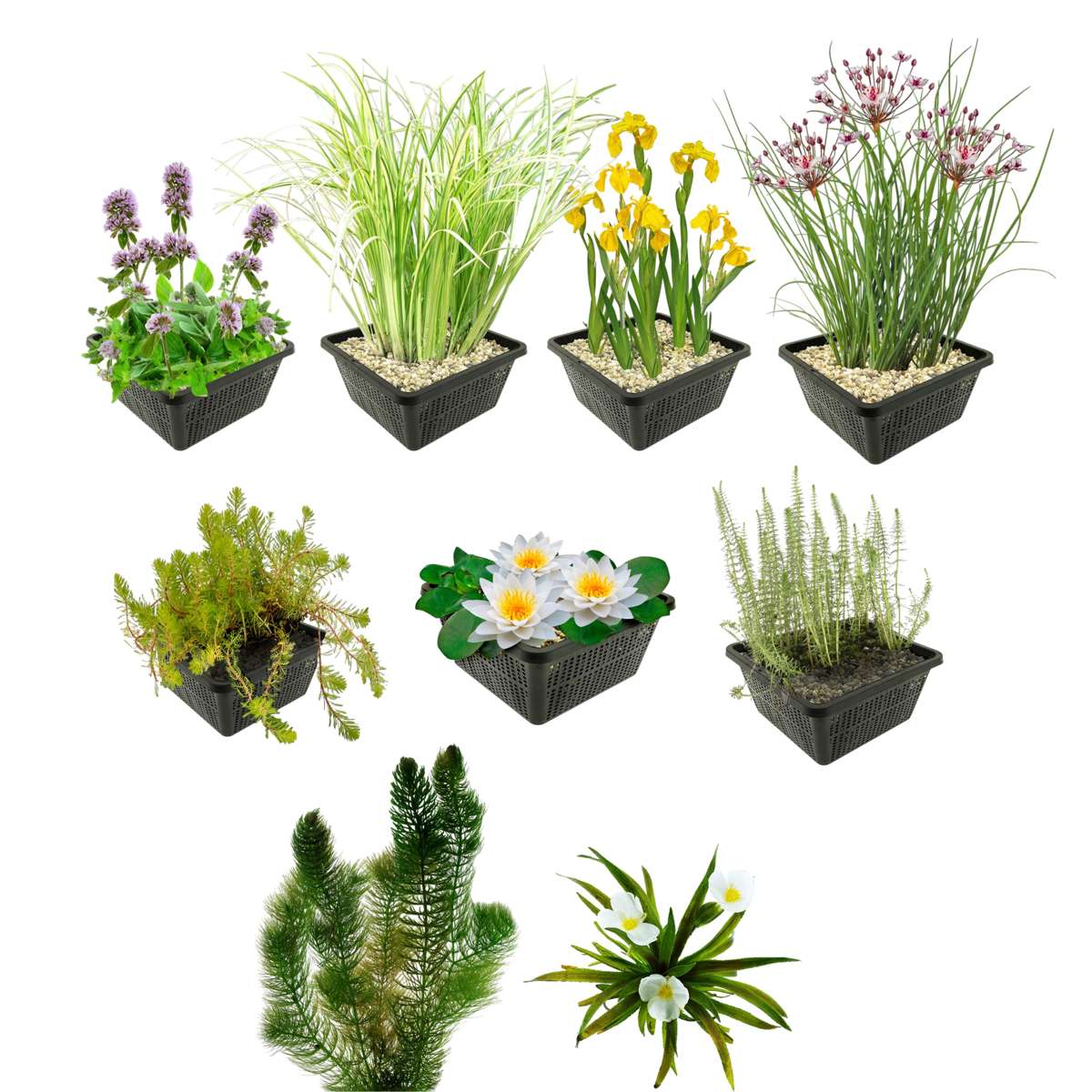 Inheems Waterplanten Pakket 3.500-6.000L