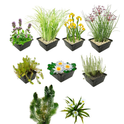 Inheems Waterplanten Pakket 3.500-6.000L
