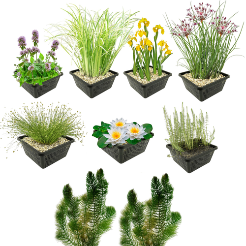 Inheems Waterplanten Pakket 1.500-3.000L