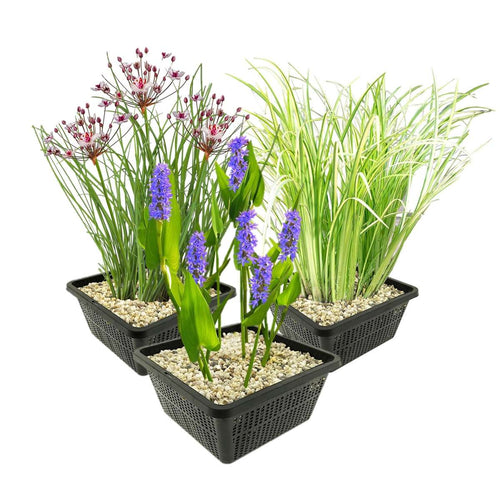 Set 3 Waterplanten
