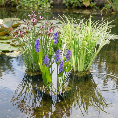 Set 3 Waterplanten