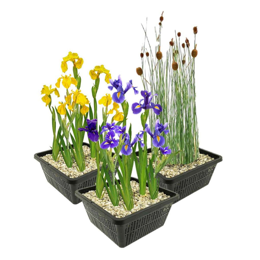 Set 3 Moerasplanten
