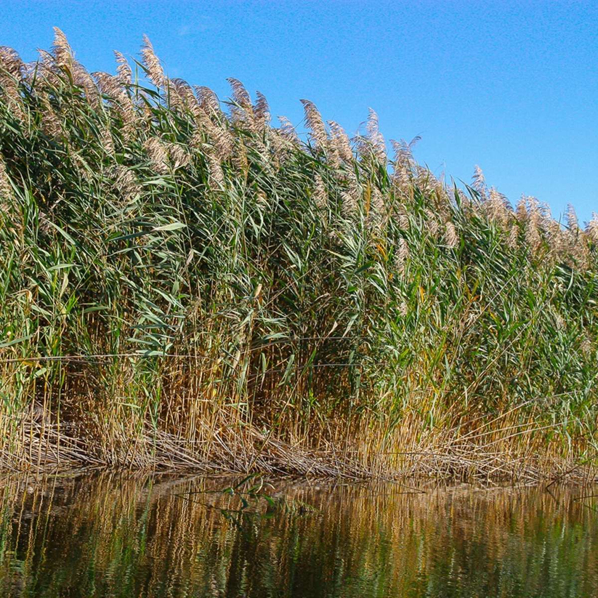 Riet 1000 planten