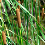 Grote Lisdodde 1000 planten
