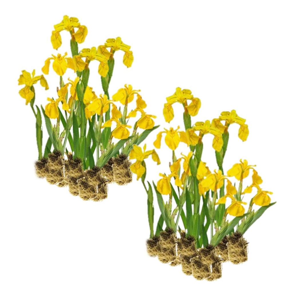 Gele Lis 30 planten