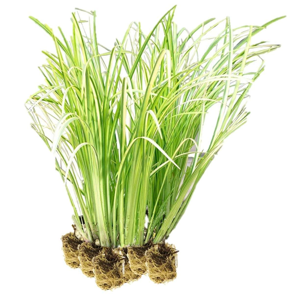 Kalmoes 15 planten