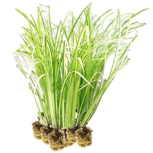 Kalmoes 15 planten