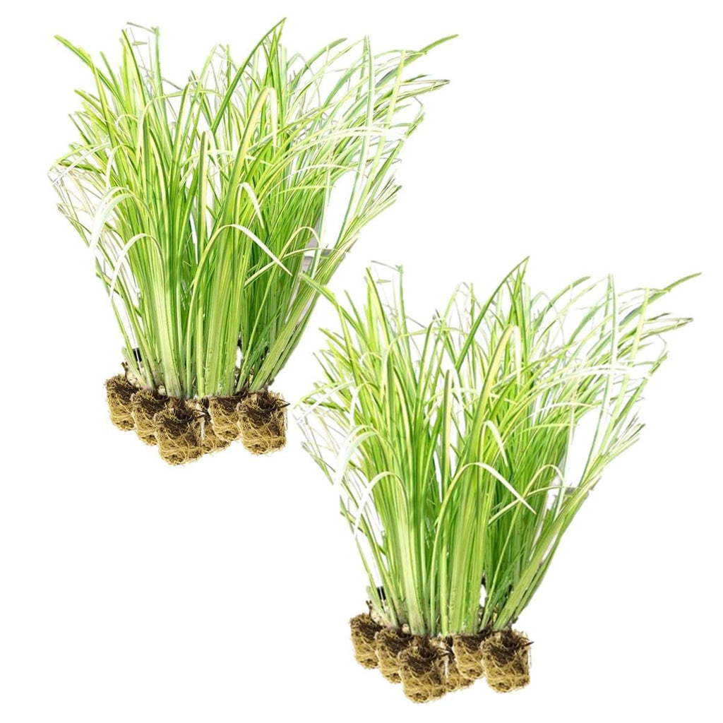 Kalmoes 30 planten