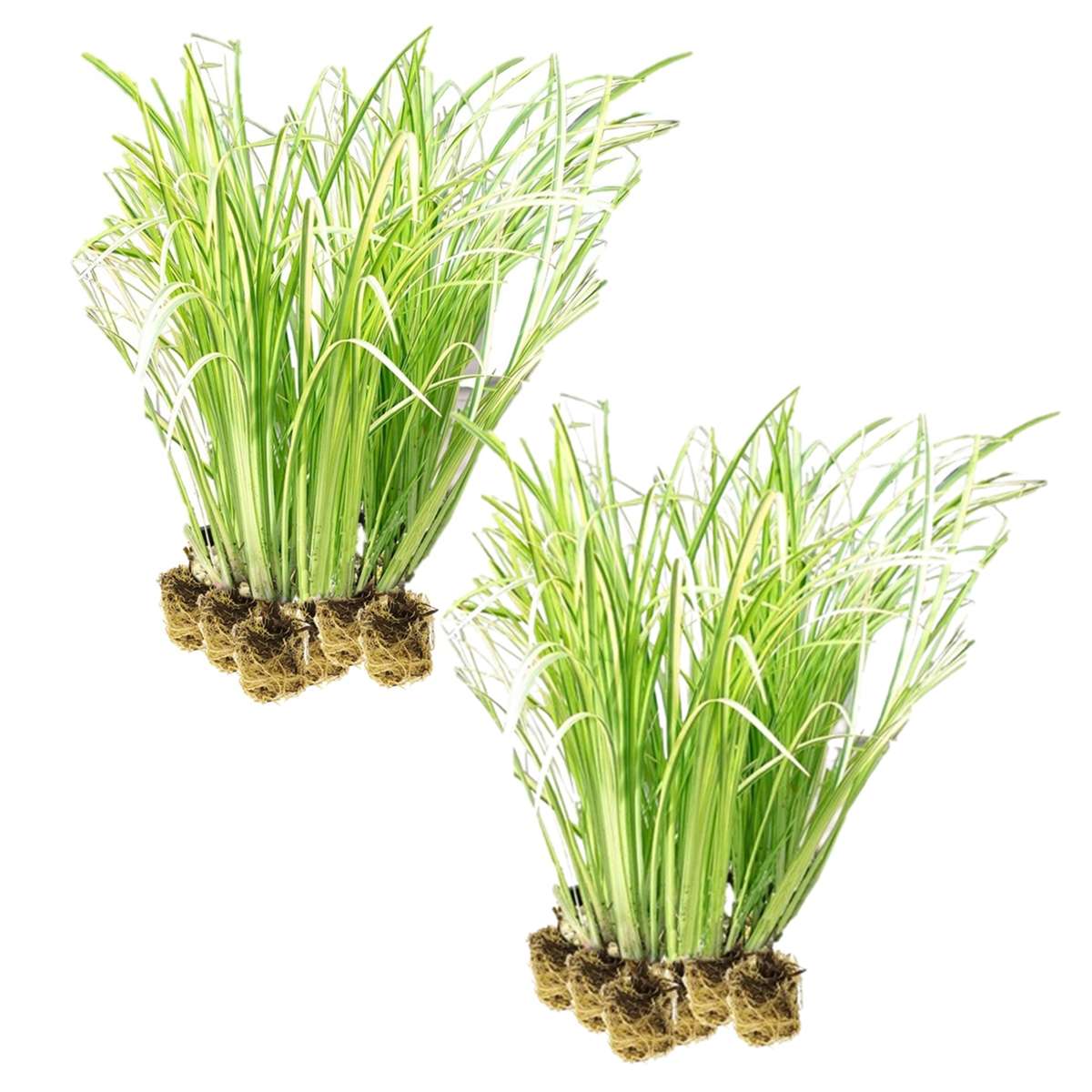 Kalmoes 30 planten
