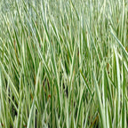 Kalmoes 30 planten