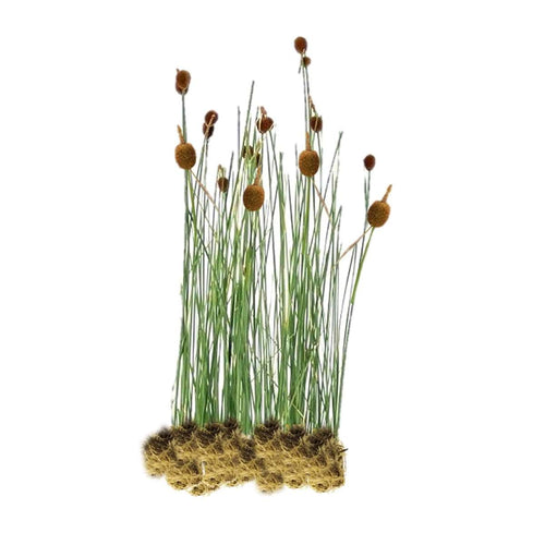 Dwerglisdodde 15 planten