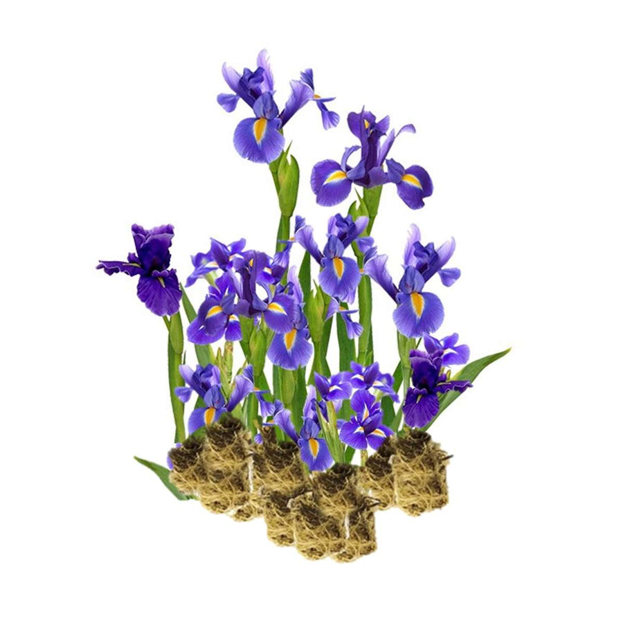 Blauwe Lis 15 planten