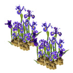 Blauwe Lis 30 planten