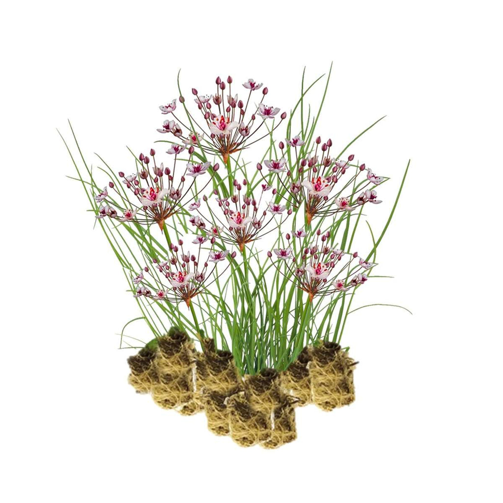 Zwanenbloem 15 planten