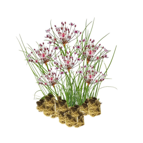 Zwanenbloem 15 planten