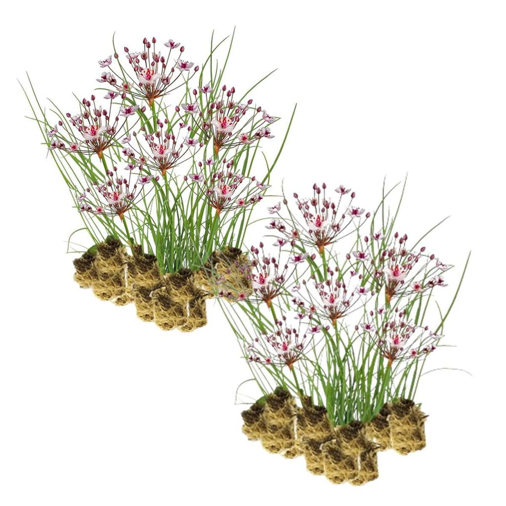 Zwanenbloem 30 planten
