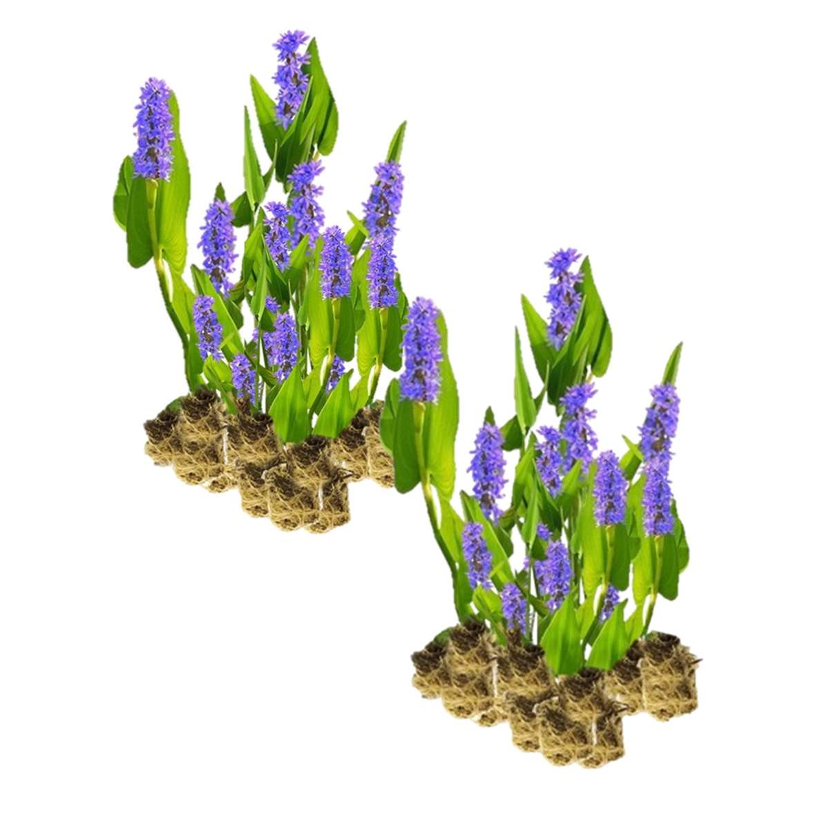 Snoekkruid 30 planten