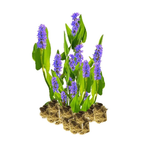 Snoekkruid 15 planten