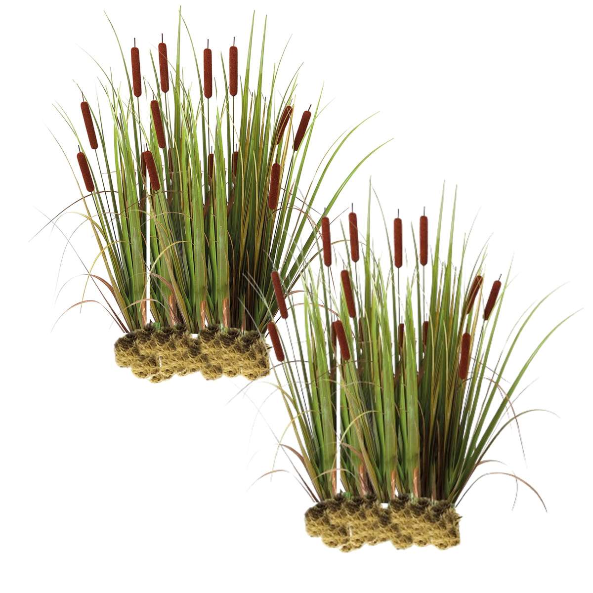 Grote Lisdodde 30 planten