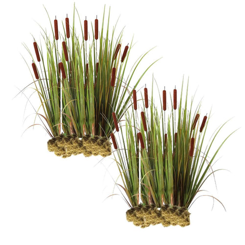 Grote Lisdodde 30 planten