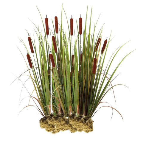 Grote Lisdodde 15 planten