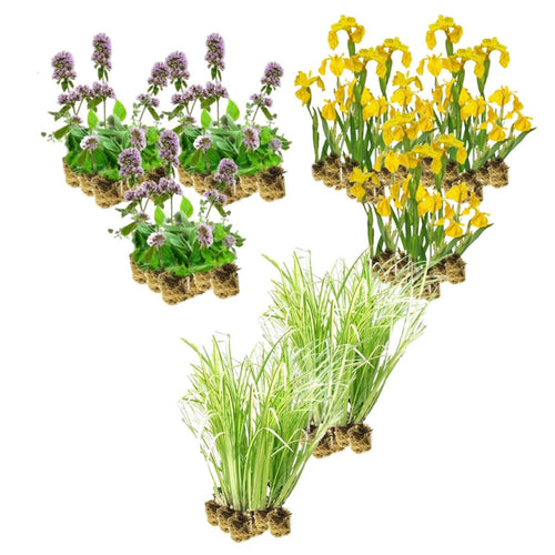 Helofyten Planten 8-12m2