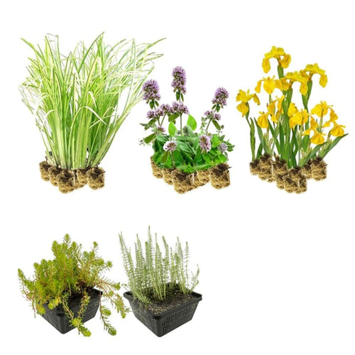 Inheems Filterplanten Pakket 2-3 m2