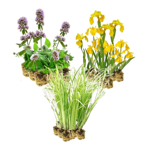 Helofyten Planten 2-3 m2
