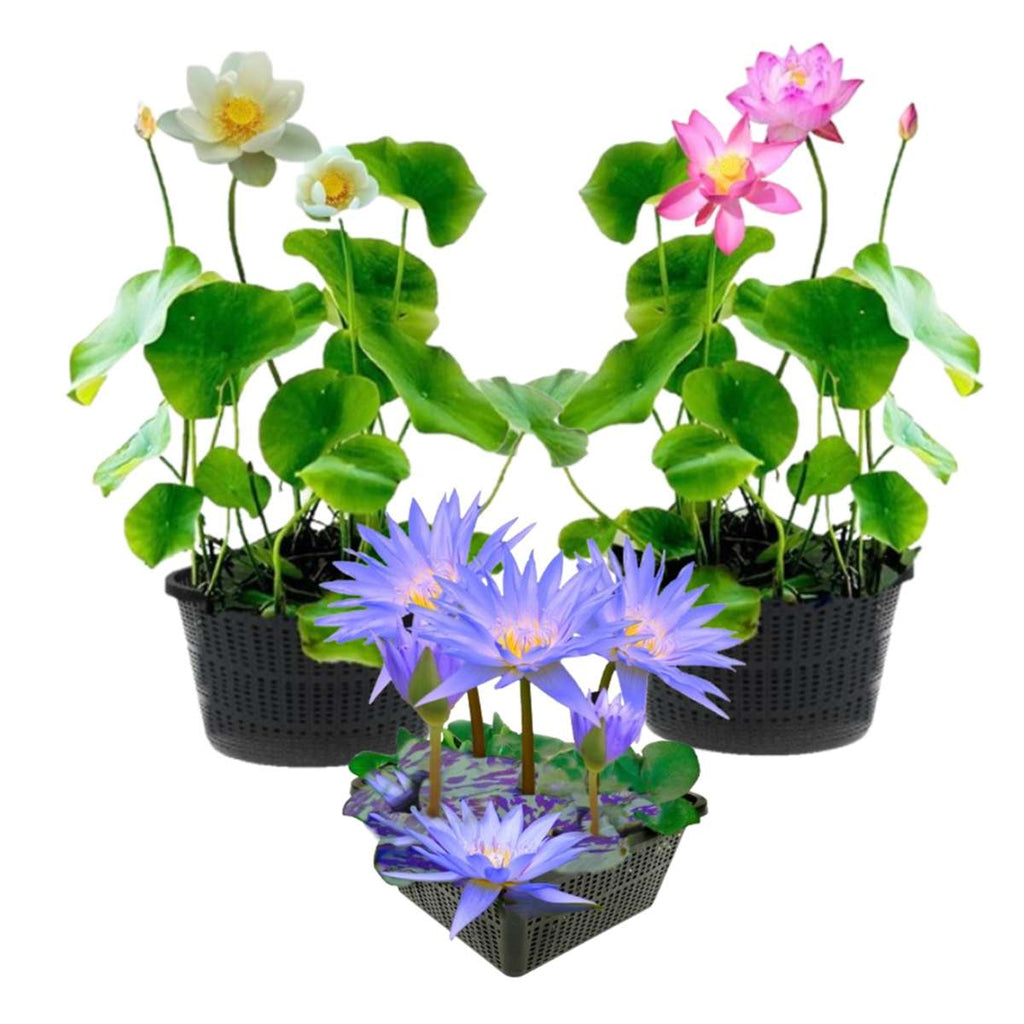 Blauwe Waterlelie + 4 Lotussen