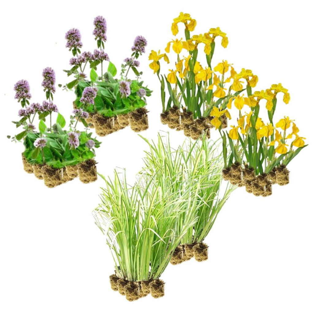 Helofyten Planten 4-7 m2